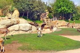 إعادة تهيئة حديقة الحيوانات عين السبع